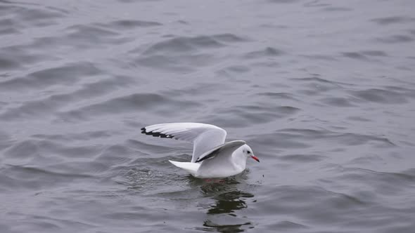 Landing Seagull on a Water Surface