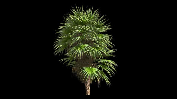 Palm Tree alt