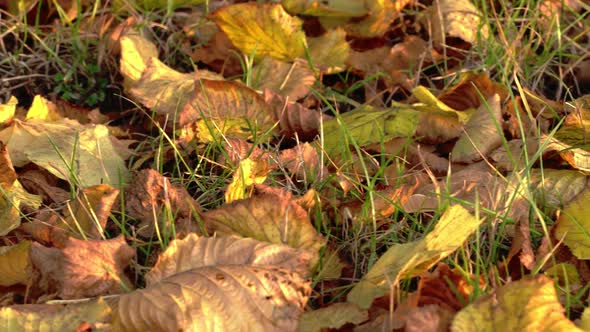 Autumn Colorful Leaves on the Ground. Close-up