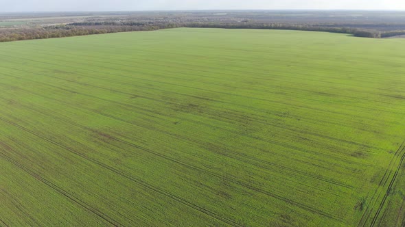 Wide Shot of Green Cultivated Field on Sunny Day