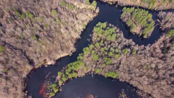 Aerial view of the river between the pines. Flying over a winding riverbed surrounded by treetops