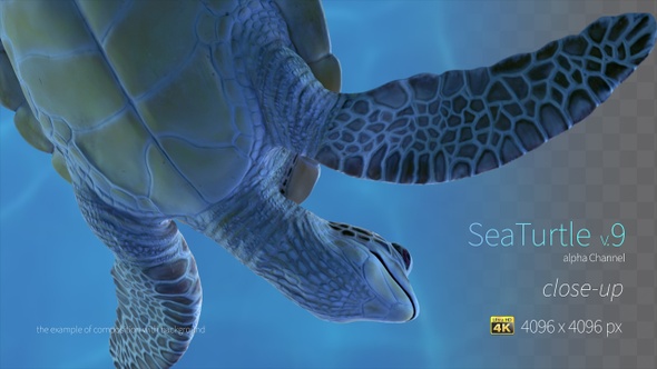 Sea Turtle 9