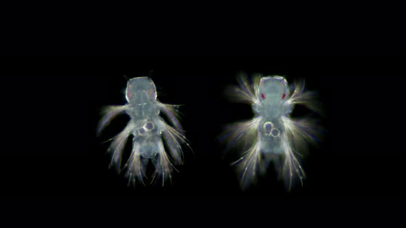 Metatrochophore Larva Under Microscope, Polychaeta Worm of the Genus Nereis, Family Nereididae