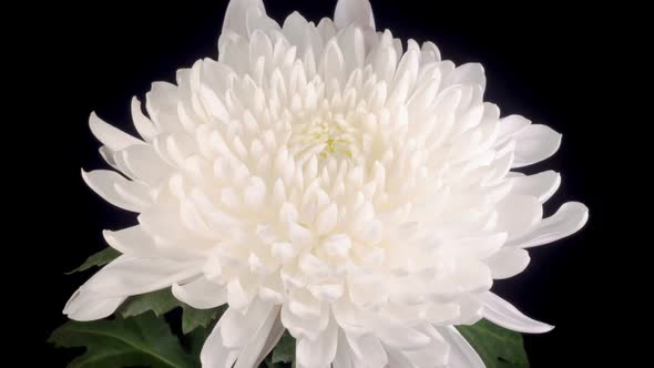 Beautiful White Chrysanthemum Flower Opening
