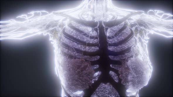 Colorful Human Body Animation Showing Bones and Organs