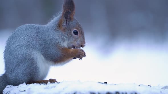 Cute and funny fluffy squirrel eats seeds in the winter forest.