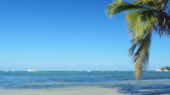 Coconut Palm Tree on Tropical Shore