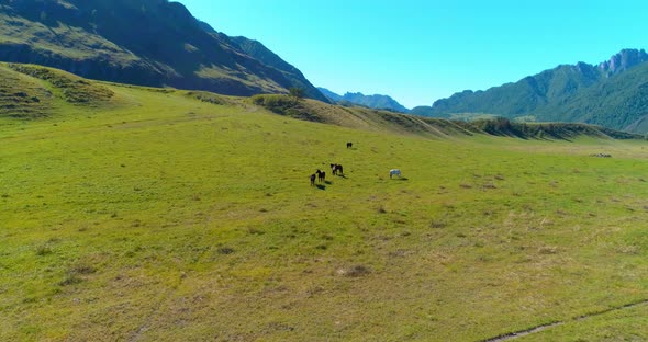 Flight Over Wild Horses Herd on Meado, Spring Mountains Wild Nature, Freedom Ecology Concept