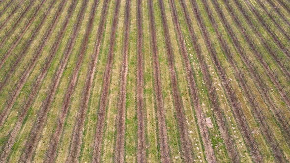 Rows of Young Sprouts of Organic Seedlings Growing in Fertilized Soil on Agricultural Field