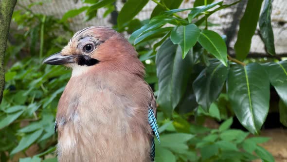 Jay Bird In The Park