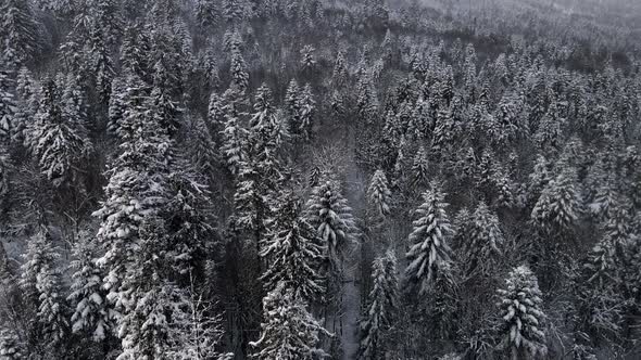 Aerial View of Snowed Forest