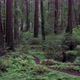 Flying into Redwood Forest - VideoHive Item for Sale