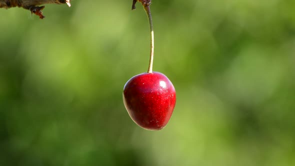 Natural Cherry Hanging