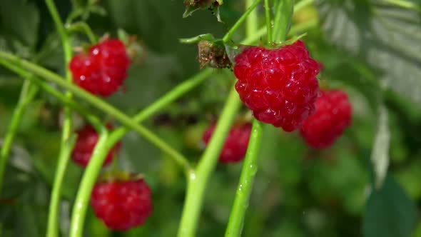 Heavy Drops of Summer Rain are Falling on the Ripe Juicy Raspberries on Bush