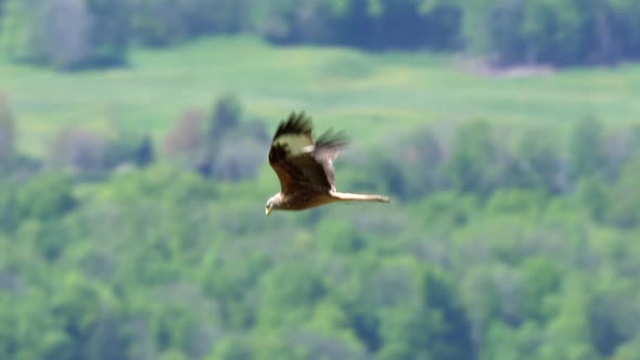 Tracking shot of majestic red kite eagle glides through the air in slow-motion in front of green for