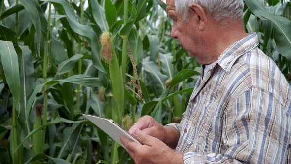 Farmer With Tablet In Green Corn Field