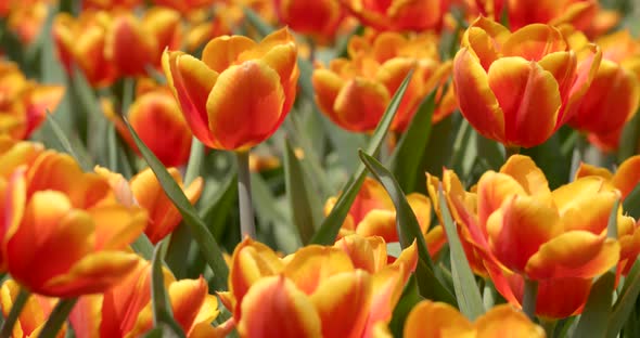 Bouquet of tulips