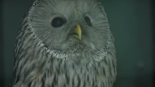 Ural owl close-up. Funny Face. Wildlife bird background.