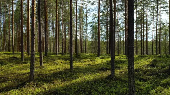 Forest in Finland