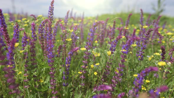 Camera Moves Through Field with Summer Wildflowers