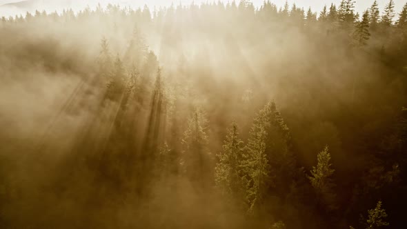 Sun Rays Break Through the Pine Trees