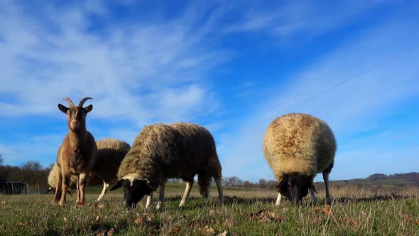 sheeps and goat in a meadow on green grass