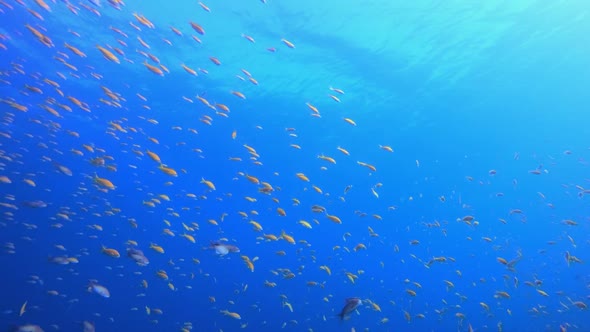 Blue Sea Water and Tropical Fish