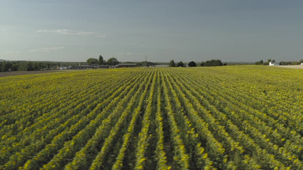 Rows of Sunflowers stretching across field, Aerial track right to left