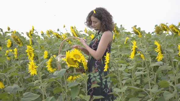 Cute Slim Girl Walking and Picking Flowers in the Big Wicker Basket in the Sunflower Field