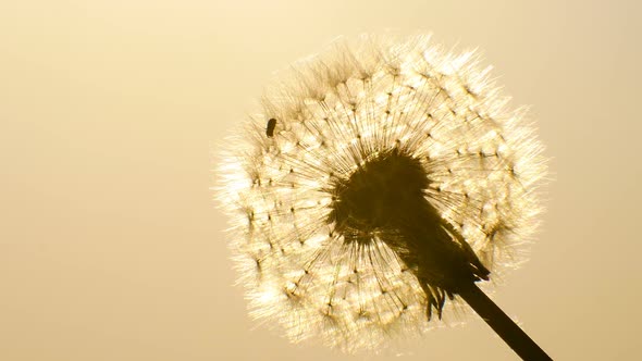 Spider in the Sun Shining at Dandelion Dawn Background