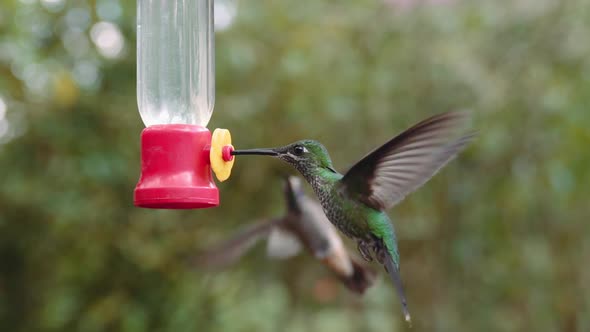 Couple of Hummingbirds feeding on a feeder in Mindo Ecuador gardens