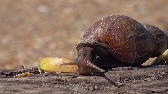 African Giant Snail Achatina Eating Apple Fruit