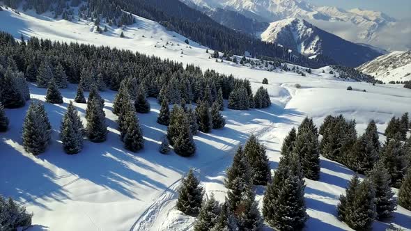 View of Snowy Mountains and Forest