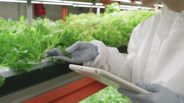 Greenhouse Expert Examining Lettuce Leaves