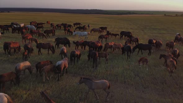 Multicoloured Horses Are Grazing on Field at Sunset Aerial Shot