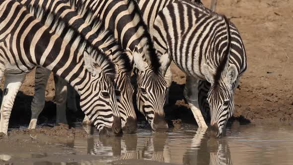 Plains Zebras Drinking Water - South Africa