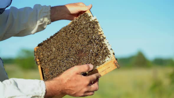 Wooden Frame With Honeycomb