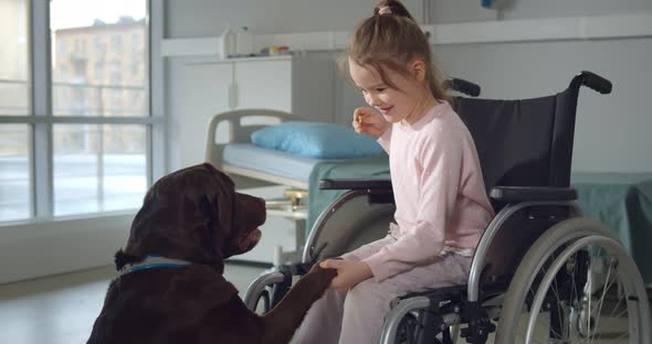 Little Girl in Wheelchair Playing with Labrador Dog in Hospital Ward