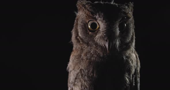 Close Up of a Cute Owl Looking Around, Predatory Bird, 