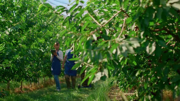 Farm Workers Team Collecting Berry Fruits Crate Analysing Quality in Plantation