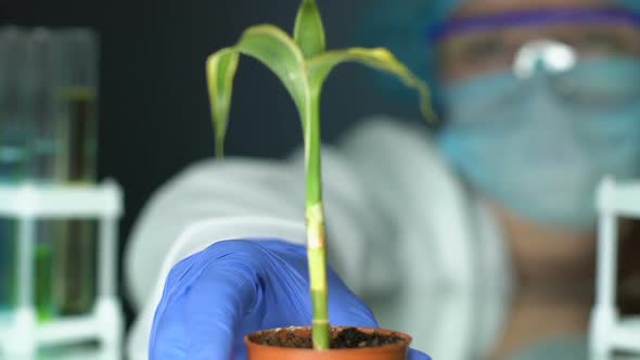 Biologist Taking Plant in Pot Checking Result After Fertilizer Injection Ecology