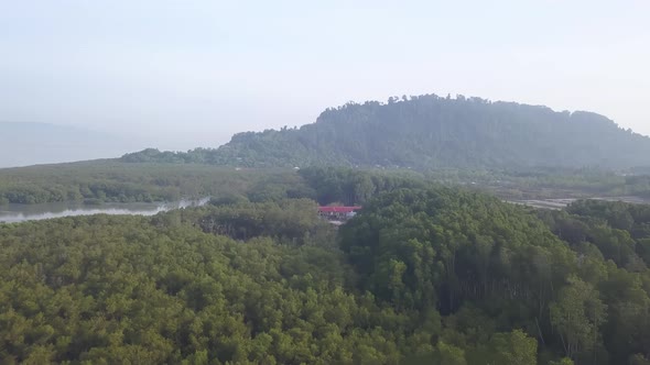 Drone shot mangrove tree forest