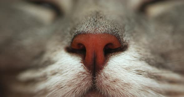 Extremely Close Up Footage of a Nose and a Mouth of Grey Short Haired House Cat.