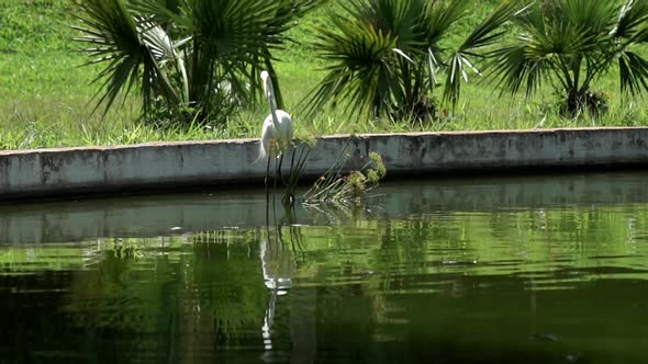 Egret stands near a beautiful green lake and tries to get some food