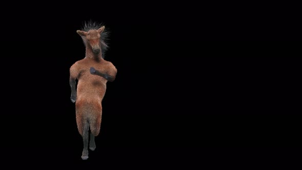 34 Horse Dancing 4K