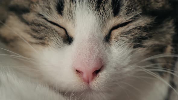 Little Tender Kitten Warmed Up in the Sun and Fell Asleep on an Old Windowsill By the Window