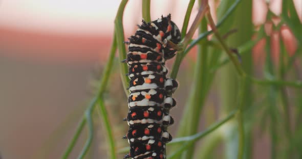 Macro shot of a swallowtail butterfly caterpillar as it rests on a branch of anise and then begins t