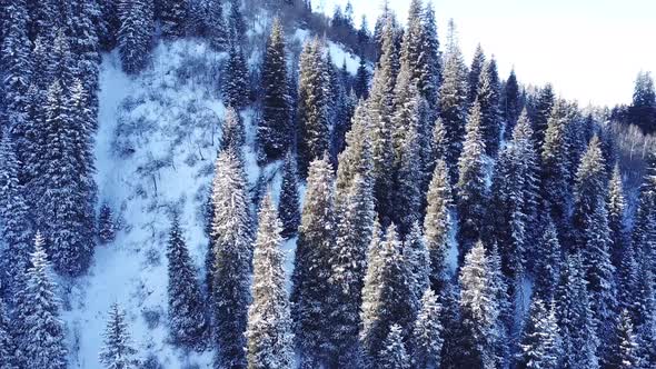 Mountain Forest Is Completely Covered with Snow