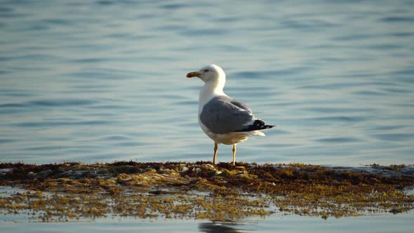 Slow Motion Closeup Shot of a Seagull on the Rock Against Calm Sea