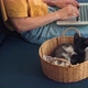 Two Little Kittens Playing in a Wicker Basket - VideoHive Item for Sale